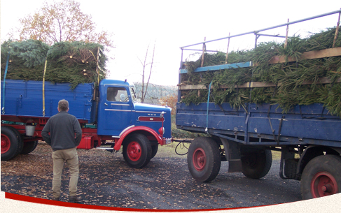 Unsere Weihnachtsbäume aus Bad Honnef auf dem Weg zu den Verkaufsstandorten. Beladene LKWs mit Weihnachtsbäumen aus Bad Honnef.