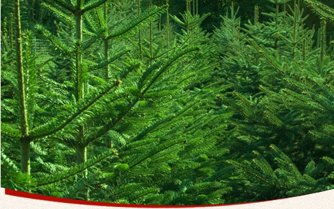 Tannenbäume aus Bad Honnef besitzen einen hohen Qualitätsstandard und mit viel Pflege haben Sie auch nach der Weihnachtszeit noch lange Freude daran.