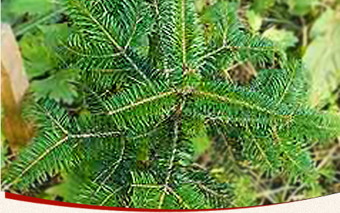 Bestes Tannengrün aus Bad Honnef - Hof Kickartz Das Tannengrün aus Bad Honnef ist sehr gut geeignet für Ihren Weihnachtsschmuck.