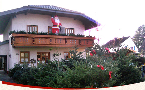 Ein Weihnachtsbaum aus unserem Bestand in Bad Honnef wird bis zu seiner Auslieferung gehegt und gepflegt.